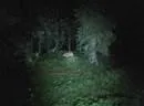 Rachkuchl-4