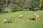 9. Jagdbogenmeisterschaft Bild 144