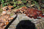 9. Jagdbogenmeisterschaft Bild 154