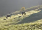 9. Jagdbogenmeisterschaft Bild 72