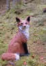 9. Jagdbogenmeisterschaft Bild 162