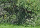 10 BSV Iseltal Turnier 2018 Bild 96