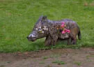 29. Jochberger Jagdbogenturnier 2018 Bild 32