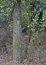 10. Abenberger Jagdbogenturnier 2018 Bild 54