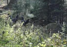 10. Abenberger Jagdbogenturnier 2018 Bild 83