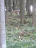 10. Abenberger Jagdbogenturnier 2018 Bild 102