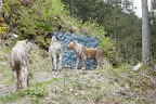 15. Glemmerhofturnier 2019 Bild 111