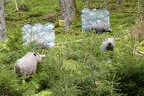 15. Glemmerhofturnier 2019 Bild 156
