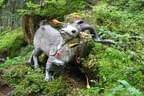 Weberbauerchallenge 2023 Bild 20
