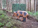 Parcoursumbau Sommer 2024 Bild 16