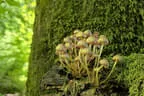 5. Watschenbachturnier 2025 Bild 57