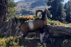 Stallersattelchallenge 2025 Teil 2 Bild 78