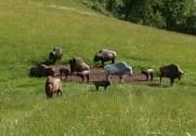 Jubiläumsturnier Thalgau