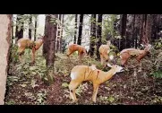 7. Jagdbogenturnier Rund um die Gotzenmühle