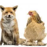 Fuchs-und-Henne Fuchs-und-Henne